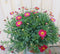 Warentuin Natuurlijk - Margriet rood