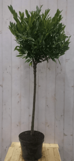 Warentuin Natuurlijk - Prunus Otto stam 80 cm diameter 40 cm hoogte 150 cm