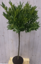 Warentuin Natuurlijk - Prunus Otto stam 80 cm diameter 40 cm hoogte 150 cm