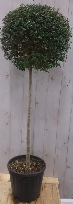 Warentuin Natuurlijk - Buxus bol op stam diameter 40 cm 150 cm