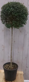 Warentuin Natuurlijk - Buxus bol op stam diameter 40 cm 150 cm