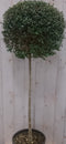 Warentuin Natuurlijk - Buxus bol op stam diameter 40 cm 150 cm