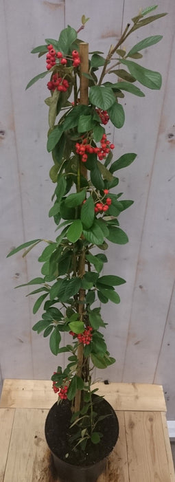Warentuin Natuurlijk - Cotoneaster Dwergmispel klimstruik 80 cm