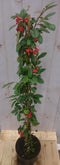 Warentuin Natuurlijk - Cotoneaster Dwergmispel klimstruik 80 cm