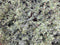 Warentuin Natuurlijk - Cotoneaster Dwergmispel klimstruik 80 cm