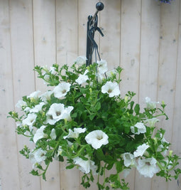 Warentuin Natuurlijk - Surfinia Hang Petunia wit