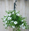 Warentuin Natuurlijk - Surfinia Hang Petunia wit