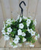 Warentuin Natuurlijk - Surfinia Hang Petunia wit
