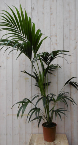 Warentuin Natuurlijk - Kamerplant Kentiapalm 120 cm