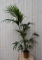 Warentuin Natuurlijk - Kamerplant Kentiapalm 120 cm