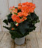 Warentuin Natuurlijk - Kamerplant Begonia dubbelbloemig oranje