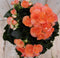 Warentuin Natuurlijk - Kamerplant Begonia dubbelbloemig oranje