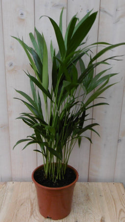 Warentuin Natuurlijk - Kamerplant Goudpalm 60 cm