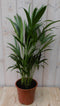 Warentuin Natuurlijk - Kamerplant Goudpalm 60 cm