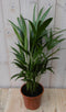 Warentuin Natuurlijk - Kamerplant Goudpalm 60 cm