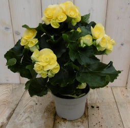 Warentuin Natuurlijk - Kamerplant Begonia dubbelbloemig geel