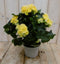 Warentuin Natuurlijk - Kamerplant Begonia dubbelbloemig geel