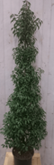 Warentuin Natuurlijk - Prunus Angustifolia 180 cm