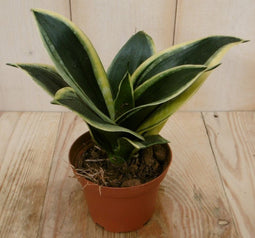Warentuin Natuurlijk - Kamerplant Vrouwentong Sansevieria geelbont mini