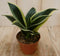 Warentuin Natuurlijk - Kamerplant Vrouwentong Sansevieria geelbont mini