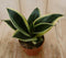 Warentuin Natuurlijk - Kamerplant Vrouwentong Sansevieria geelbont mini