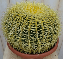 Warentuin Natuurlijk - Kamerplant Cactus schoonmoedersstoel groot 20cm dia.