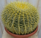 Warentuin Natuurlijk - Kamerplant Cactus schoonmoedersstoel groot 20cm dia.