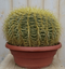 Warentuin Natuurlijk - Kamerplant Cactus schoonmoedersstoel groot 20cm dia.