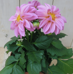 Warentuin Natuurlijk - 2 stuks! Dahlia roze