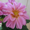 Warentuin Natuurlijk - 2 stuks! Dahlia roze