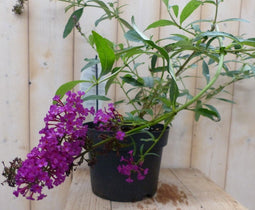 5 stuks - Warentuin Natuurlijk - Vlinderstruik Buddleja Roze 55 cm