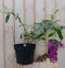 5 stuks - Warentuin Natuurlijk - Vlinderstruik Buddleja Roze 55 cm