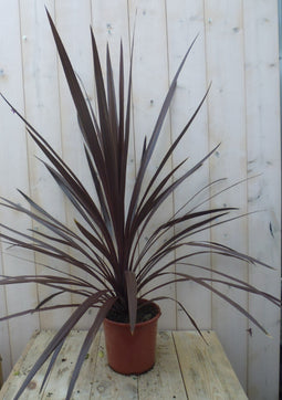 Warentuin Natuurlijk - Cabbage Tree Cordyline Australis rood 90 cm