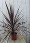 Warentuin Natuurlijk - Cabbage Tree Cordyline Australis rood 90 cm