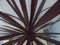 Warentuin Natuurlijk - Cabbage Tree Cordyline Australis rood 90 cm