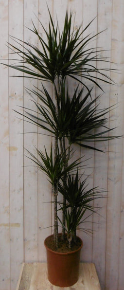 Warentuin Natuurlijk - Kamerplant Drakenbloedboom Dracaena Marginata smal blad Groen 160 cm