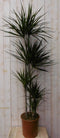 Warentuin Natuurlijk - Kamerplant Drakenbloedboom Dracaena Marginata smal blad Groen 160 cm