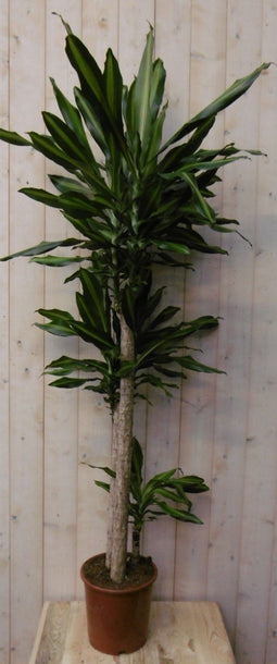 Warentuin Natuurlijk - Kamerplant Drakenbloedboom Dracaena Massangeana Geel-Groen 160 cm