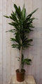 Warentuin Natuurlijk - Kamerplant Drakenbloedboom Dracaena Massangeana Geel-Groen 160 cm