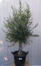 Warentuin Natuurlijk - Olijfboom Olea 180 cm Dikke Stam
