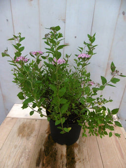 Warentuin Natuurlijk - Japanse spierstruik roze 40 cm