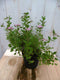 Warentuin Natuurlijk - Japanse spierstruik roze 40 cm