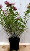Warentuin Natuurlijk - Japanse spierstruik roze 40 cm
