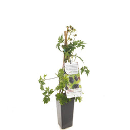 Fruithof - Rubus fruticosus Thornless Evergre