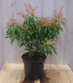 Warentuin Natuurlijk - Pieris 50 cm groen