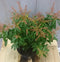 Warentuin Natuurlijk - Pieris 50 cm groen