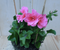 Warentuin Natuurlijk - 3 stuks! Hanggeranium roze