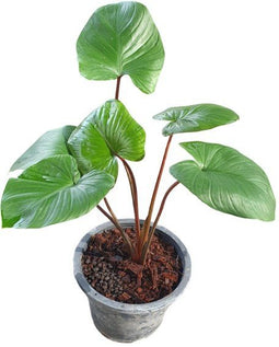 Aquadistri - Eg homalomena pygmea nr47