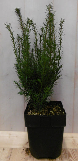 Warentuin Natuurlijk - 2 stuks! Taxus 40 cm