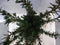 Warentuin Natuurlijk - 2 stuks! Taxus 40 cm
